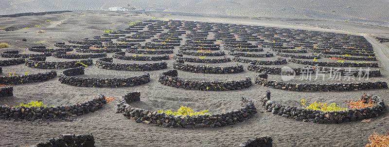 La Geria火山葡萄酒谷